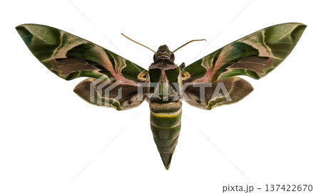 A green butterfly oleander hawkmoth Daphnis nerii is isolated on a white background. The moth displays detailed wing patterns with green and pink colors. Its body and antennae are visible. 137422670