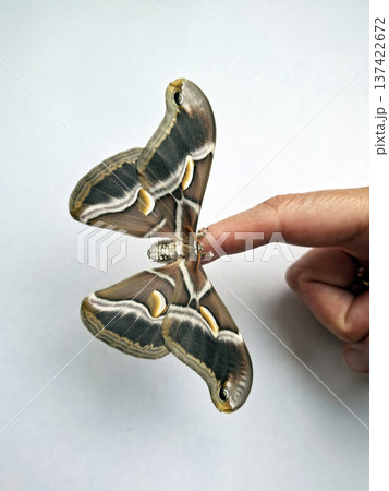 A person holds an Indian silkworm moth Samia ricini on a finger. The moth shows detailed patterns and colors. Light shines on its wings. The setting is a clean and bright space indoors. 137422672