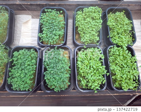 Microgreens grow in black plastic containers on a hydroponic farm. They receive bright light and are arranged in neat rows. The farm shows signs of careful planting and care. Microgreens grow in black plastic containers on a hydroponic farm. They receive bright light and are arranged in neat rows. The farm shows signs of careful planting and care. 137422719