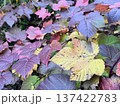 ナツヅタの紅葉 137422783