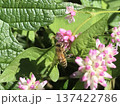 ミゾソバの蜜を採る西洋みつばち 137422786