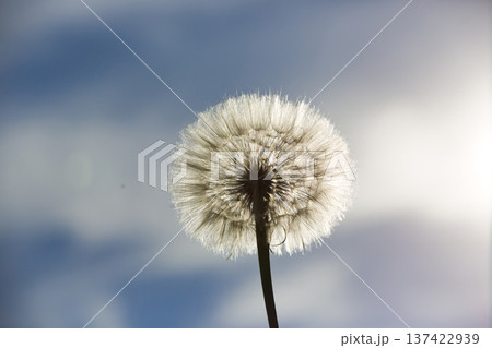 Backlit Dandelion Macro Against Blue Sky 137422939