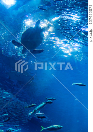 ウミガメとエイが交差する神秘的な水中_縦 137423075