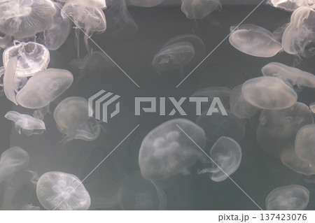 水中をゆったりと舞うミズクラゲの群れ 137423076