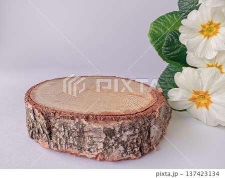 Wood slice podium with white primrose flowers on white background, rustic product display, spring mockup, copy space ad. 137423134