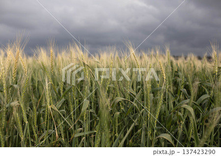 Ears of wheat in the wind in a field Ears of wheat in the wind in a field 137423290