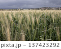 Ears of wheat in the wind in a field 137423292