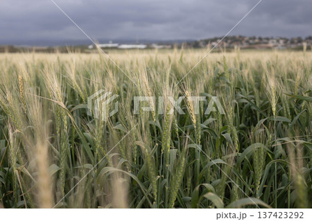 Ears of wheat in the wind in a field Ears of wheat in the wind in a field 137423292