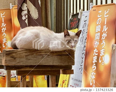 居酒屋の店先の猫・1 居酒屋の店先の猫・1 137423326