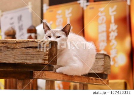 居酒屋の店先の猫・5 137423332