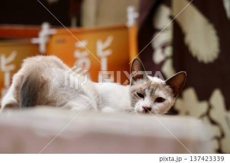 居酒屋の店先の猫・4 居酒屋の店先の猫・4 137423339