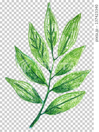 Cute spring branch with leaves drawn with colored pencils, isolated illustration Cute spring branch with leaves drawn with colored pencils, isolated illustration 137423340