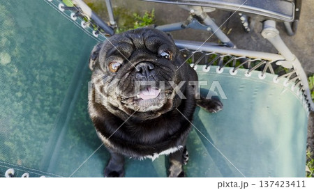 Top view of funny black pug dog looks into camera with curious and expressive face. The close perspective highlights its playful personality. The scene captures humor and lighthearted moment with pet Top view of funny black pug dog looks into camera with curious and expressive face. The close perspective highlights its playful personality. The scene captures humor and lighthearted moment with pet 137423411