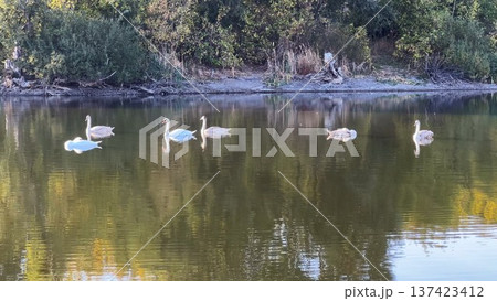 Beautiful swans floating at lake on summer day. Golden light reflects from water surface creating soft shimmering highlights around birds. The scene conveys serenity and peaceful beauty of nature Beautiful swans floating at lake on summer day. Golden light reflects from water surface creating soft shimmering highlights around birds. The scene conveys serenity and peaceful beauty of nature 137423412