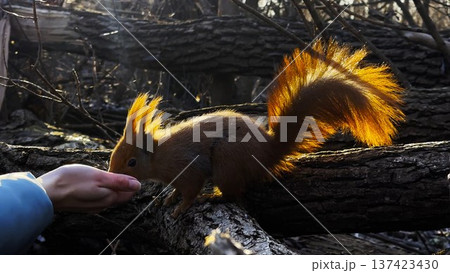 Wild fluffy squirrel taking nuts from female arm and gnawing it at sunny forest. Cute rodent eating food from hand of young girl at autumn woodland. Woman feeding hungry small sciurus outdoor 137423430