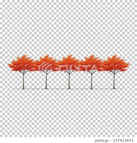 Row of vibrant orange trees stands in line, showcasing their autumn foliage against clear background. symmetry and vivid colors create striking visual effect 137423653