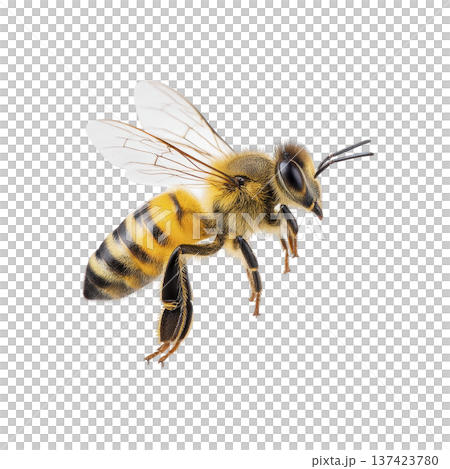 Close up image of honeybee in flight, showcasing its detailed wings and striped body against transparency background. bee intricate features are highlighted, emphasizing its role in pollination 137423780