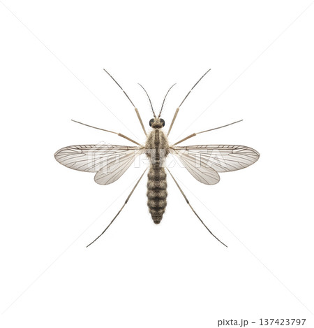 Detailed illustration of mosquito with transparent wings and long legs, showcasing its intricate body structure. image highlights mosquito delicate features against plain background 137423797