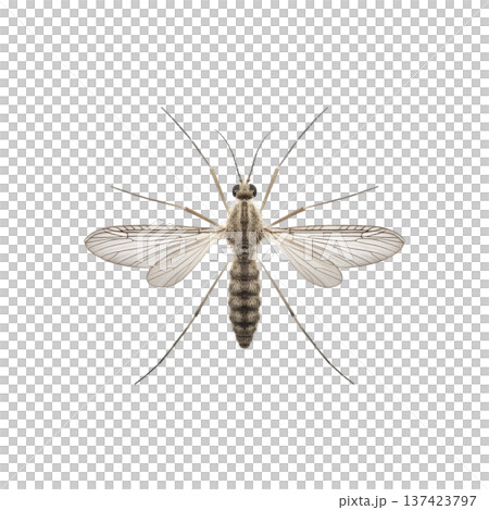 Detailed illustration of mosquito with transparent wings and long legs, showcasing its intricate body structure. image highlights mosquito delicate features against plain background 137423797