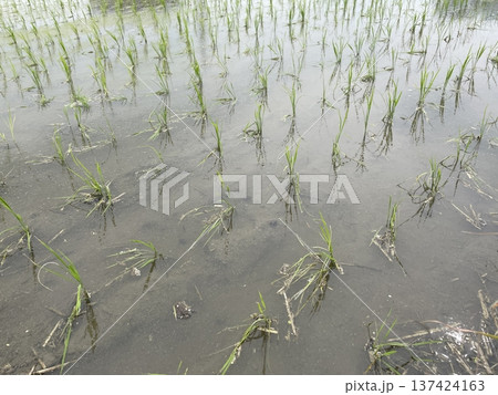 田植え期 137424163