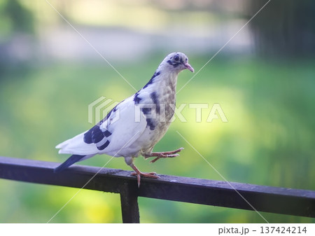 Pigeon standing on rusty iron railing in apartment balcony. Natural pose, weathered surface, and metropolitan wildlife scene. Pigeon standing on rusty iron railing in apartment balcony. Natural pose, weathered surface, and metropolitan wildlife scene. 137424214
