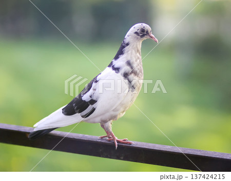 Pigeon standing on rusty iron railing in apartment balcony. Natural pose, weathered surface, and metropolitan wildlife scene. Pigeon standing on rusty iron railing in apartment balcony. Natural pose, weathered surface, and metropolitan wildlife scene. 137424215