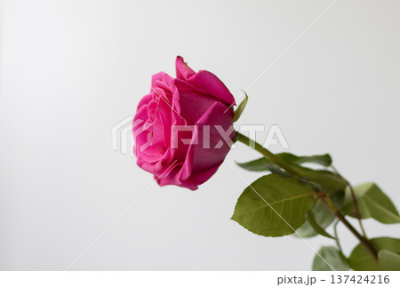 A single pink rose flower isolated on a white background. Romance and delicate floral elegance. A single pink rose flower isolated on a white background. Romance and delicate floral elegance. 137424216