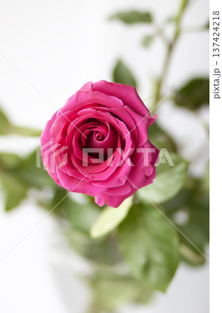A blooming pink rose with soft petals on a white background. Beauty and timeless romantic symbolism. 137424218
