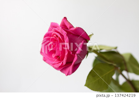 A blooming pink rose with soft petals on a white background. Beauty and timeless romantic symbolism. A blooming pink rose with soft petals on a white background. Beauty and timeless romantic symbolism. 137424219