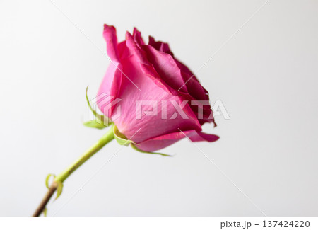 A blooming pink rose with soft petals on a white background. Beauty and timeless romantic symbolism. A blooming pink rose with soft petals on a white background. Beauty and timeless romantic symbolism. 137424220