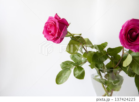 A delicate pink rose bloom with layered petals on white. Love and classic floral beauty. A delicate pink rose bloom with layered petals on white. Love and classic floral beauty. 137424225