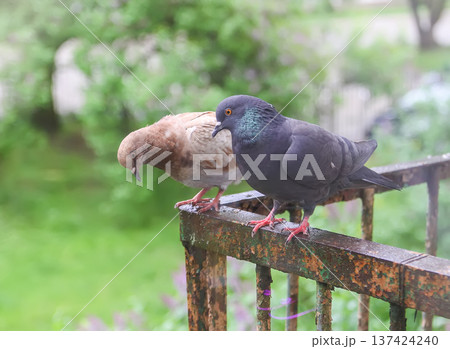 A group of pigeon birds against rusty balcony metal. Urban wildlife, authentic street atmosphere, and calm composition. 137424240