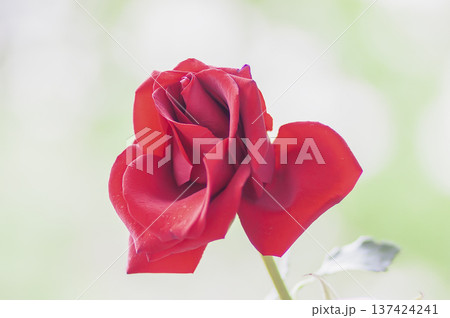 A graceful red rose flower placed on a white background. Symbol of love and gentle beauty. 137424241
