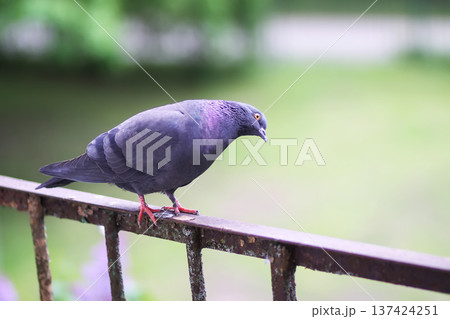 Grey pigeon perched on corroded balcony rail in city setting. Patina metal, natural stillness, and urban documentary style. Grey pigeon perched on corroded balcony rail in city setting. Patina metal, natural stillness, and urban documentary style. 137424251