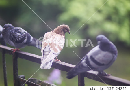 Street pigeons are resting on old rusted railing. Weathered detail, urban wildlife interaction, and everyday city life moment. Street pigeons are resting on old rusted railing. Weathered detail, urban wildlife interaction, and everyday city life moment. 137424252