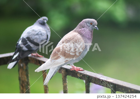 Street pigeons are resting on old rusted railing. Weathered detail, urban wildlife interaction, and everyday city life moment. Street pigeons are resting on old rusted railing. Weathered detail, urban wildlife interaction, and everyday city life moment. 137424254