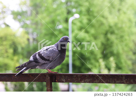 Close-up view of pigeon on rusty railing outside apartment. City wildlife, architectural detail, and textured realism. 137424263