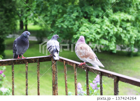 Close-up view of pigeons perched on rusty railing outside apartment. City wildlife, architectural detail, and textured realism. Close-up view of pigeons perched on rusty railing outside apartment. City wildlife, architectural detail, and textured realism. 137424264