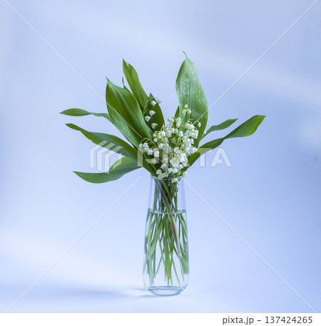 Bouquet of Convallaria majalis with delicate white bell-shaped flowers. Fresh spring mood, botanical beauty, and soft natural elegance. Bouquet of Convallaria majalis with delicate white bell-shaped flowers. Fresh spring mood, botanical beauty, and soft natural elegance. 137424265