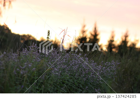 Trees silhouetted in sunset light. Peaceful atmosphere and serene landscape. 137424285