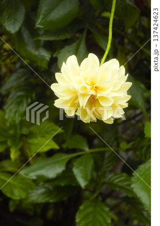 雨に濡れてしなだれるクリーム色のダリアの花(ネパール) 雨に濡れてしなだれるクリーム色のダリアの花(ネパール) 137424623