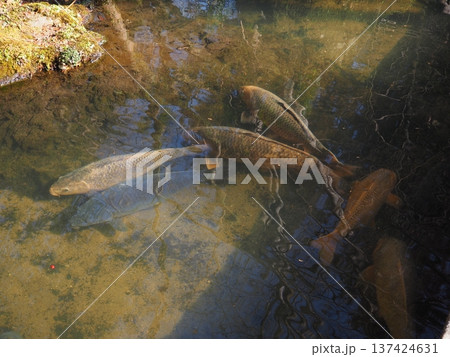数匹の鯉 数匹の鯉 137424631