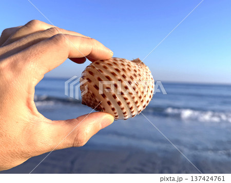 ウズラミヤシロ 137424761