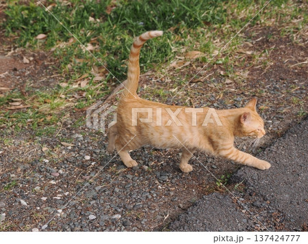 伸びをする可愛い子猫 137424777