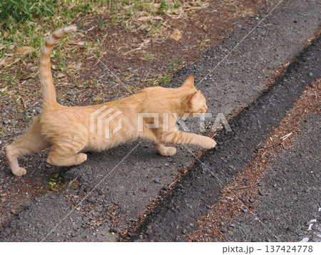 伸びをする可愛い子猫 137424778