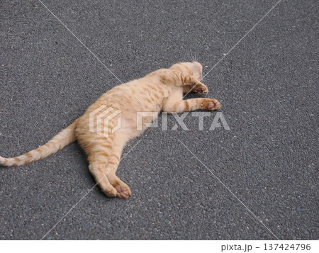 伸びをする可愛い子猫 137424796