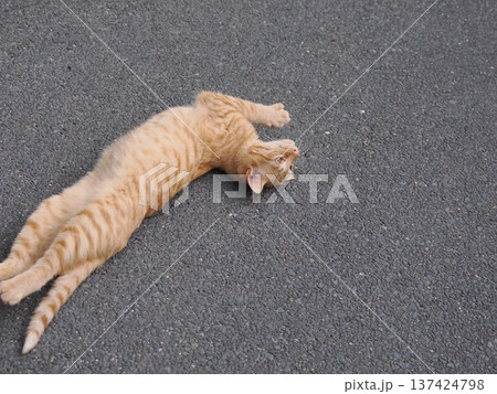 伸びをする可愛い子猫 伸びをする可愛い子猫 137424798