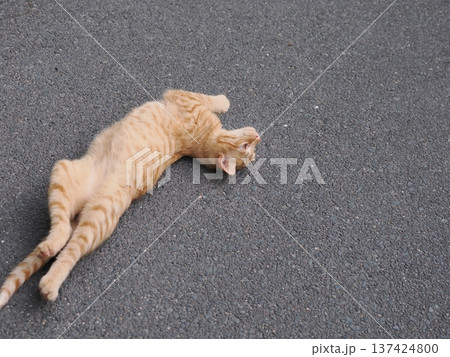 伸びをする可愛い子猫 伸びをする可愛い子猫 137424800