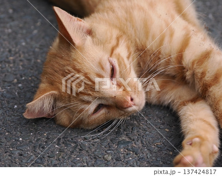 伸びをする可愛い子猫 137424817
