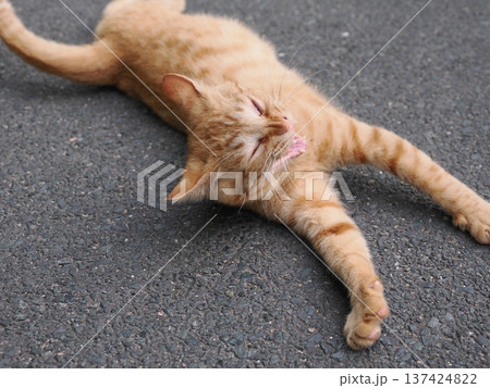 伸びをする可愛い子猫 137424822